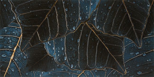 Glazura Mystic Ceramika Paradyż 29,5 x 59,5 cm liść 0,36 m2