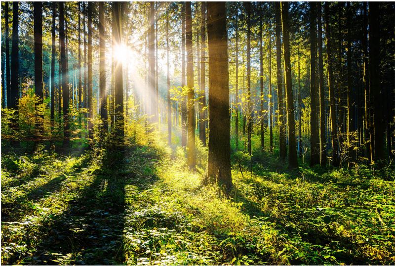 Obraz Glasspik Sunny Forest 80 x 120 cm